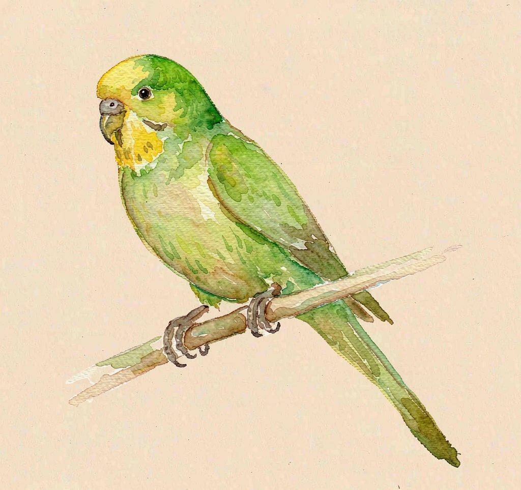 水彩插画：绿色虎皮鹦鹉站在树枝上